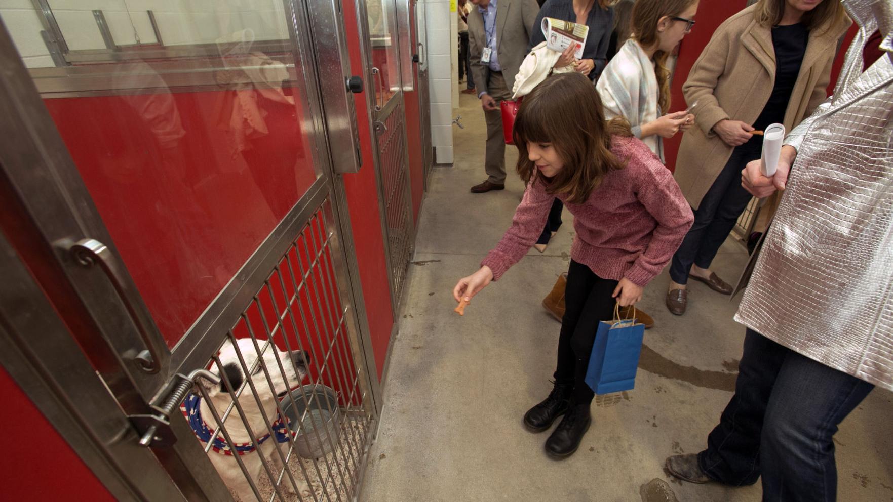 Pima Animal Care Center seeks short-term foster families to combat dog illness